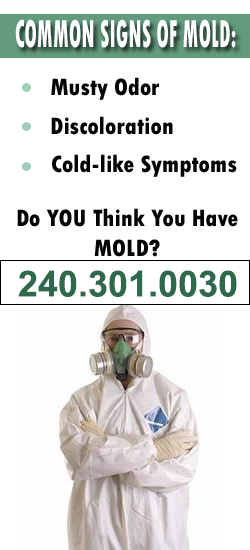 Bowie Mold Remediation Contractor